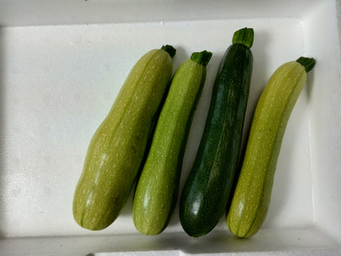 なべくら高原産、カラフルズッキーニ!※濃緑、薄緑、黄色、3色混合！味も濃厚で色んな料理に使える万能野菜！（60サイズに入るだけ!2kg以内）（※写真は80サイズ分の量です）