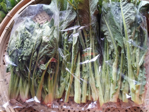 期間限定・春の野菜セット【60サイズ】※野沢菜とう立ち菜、雪下ほうれん草、雪下キクイモ