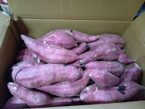 訳あり！熟成紅はるか　5kg  さつまいも