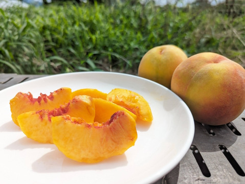 【家庭用】おまかせ黄金桃 約2.kg（6-14玉）8月中旬頃 産地直送  珍しい金色色の桃#NPO0B028