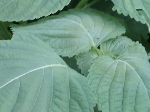 えごまの葉  枝付きエゴマの葉 30枚☆※常温発送