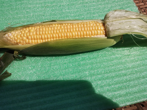 甘みもたっぷりジューシー！生でも食べられるとうもろこし！【ゴールドラッシュ】（100サイズ、16本/10kg以内）