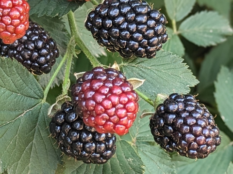 免疫力アップ!　生ブラックベリー500g