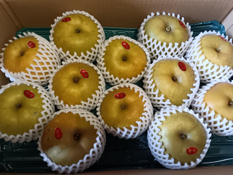 糖度13以上 BIGサイズ美味しい豊水梨5㎏箱 8～12個入り