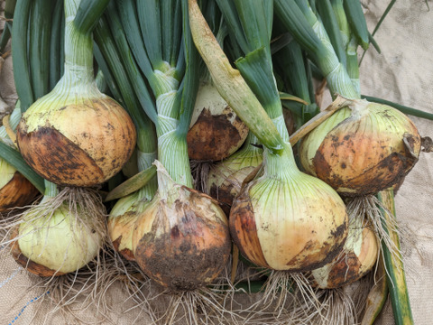 【農薬化学肥料不使用】サラダが美味しい！新玉ねぎ（中～大玉）1kg