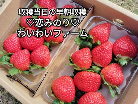 土耕栽培！無加温！無電照でゆっくり熟した\\恋みのり♡//250g×2パック