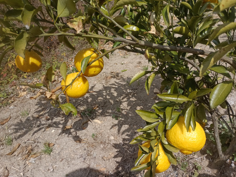 広島産 黄色い柑橘  はるかと 
レモン5個 合計 5kg
