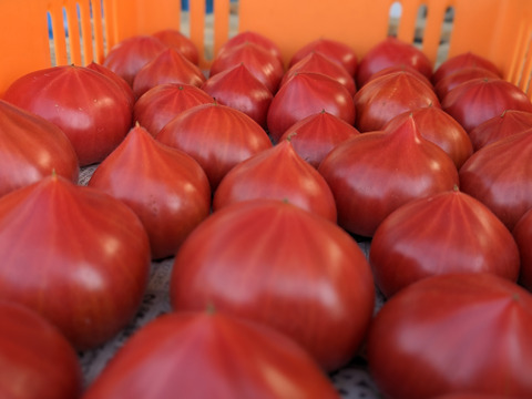 【完熟】あいちの伝統野菜『ファーストトマト』小箱約1kg