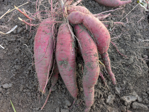 京の旬野菜セット--9種--【漢方栽培】