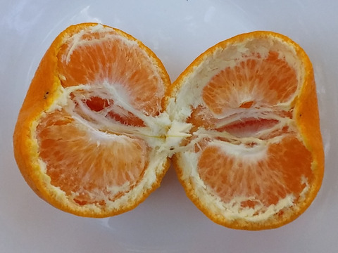 【今が旬】３種柑橘食べくらべセット(糖度11～13度)3Kg