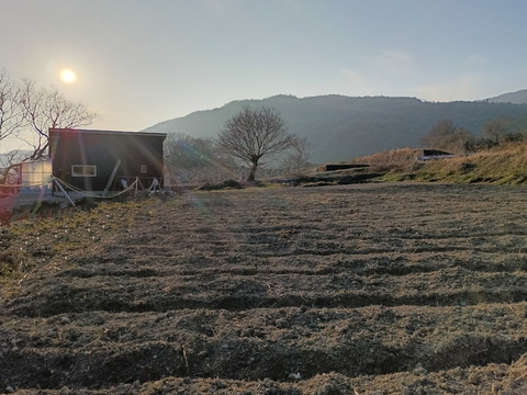 阿波　放し飼い有精卵「池田なません」10個