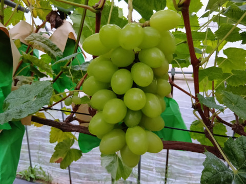 口に広がる甘味と梨のような食感ジュエルマスカット１ｋｇ