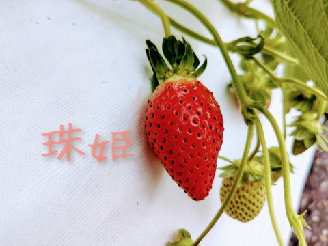 奈良県オリジナル品種大粒いちご『珠姫』特別栽培農産物　2パック1箱