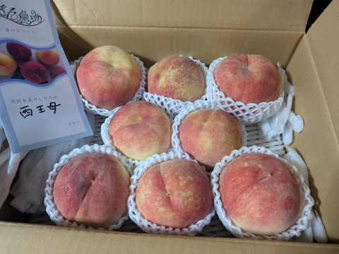 知る人ぞ、知る‼️西王母　3㎏（5－10玉）【夏ギフト】