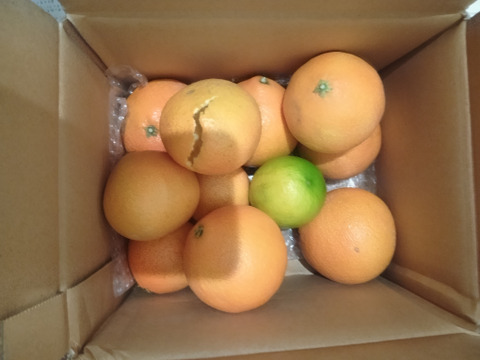 箱込約2㌔　愛媛県人黙って食べる美味しさ　まるでゼリーマドンナ　家庭用