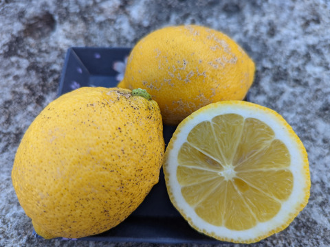 まる美農園の自然栽培レモン（5kg）