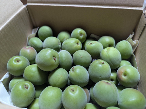 収穫当日に発送！青梅の代表格「白加賀」1kg