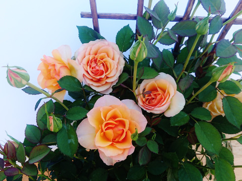 ビタミンカラーのオレンジバラ5号鉢　農家直送