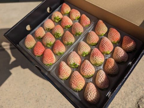 希少な白いちご「ゆきざくら」化粧箱入 [11玉or15玉]×２パック