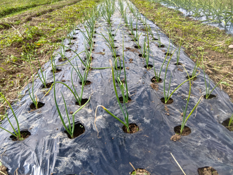 高冷地でじっくり育った玉ねぎ５Kg