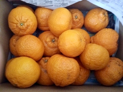 残りわずか　柑橘の王様　蔵出し不知火　家庭用Ｂ品　箱込み4.5キロ