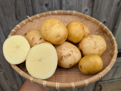 新じゃが！》梅雨に収穫のじゃがいも2KG 品種ニシユタカ 五島列島産