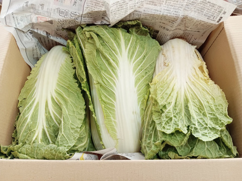【冬野菜の王様・白菜】訳あり『白菜生産日本一の茨城県産』３玉 約６kg