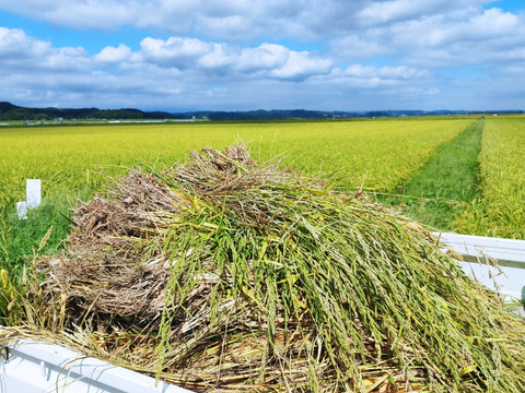 有機JAS認証転換期間中　有機栽培ササニシキ玄米5㎏