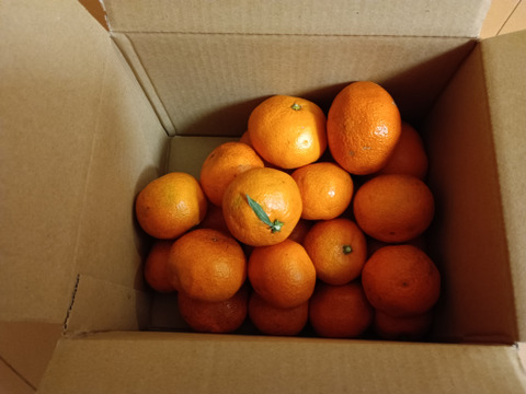 【防腐剤・化学肥料・農薬不使用！】樹上完熟の甘くてコクのある希少品種 石地みかん2キロ