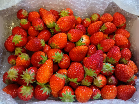 【大特価！】ばら詰めいちごBOX！
朝摘み完熟❤️酵素栽培とちおとめ