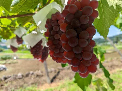 ★8月発送予定30名様限定商品★（山梨県産 デラウェア 約2.0kg）