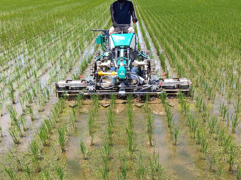 【令和7年新米】有機JAS認証　自然栽培ササニシキ玄米５㎏・分づき精米５㎏