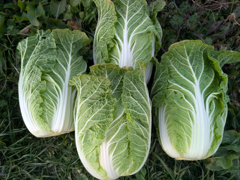 オレンジクイン白菜4玉【漢方栽培】