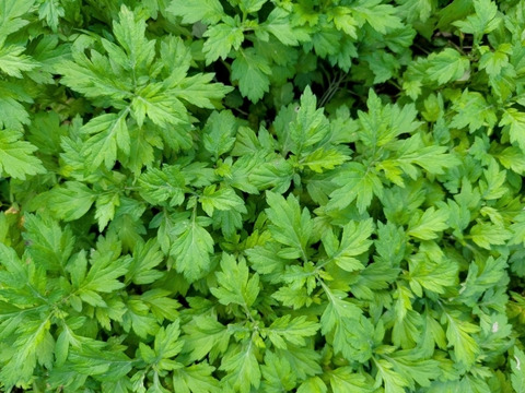 【有馬温泉の麓発】天然 生よもぎ100g 春の訪れの香り 兵庫県旧有馬郡産 山菜