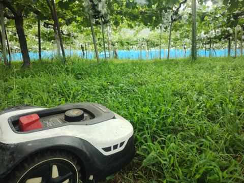 甘く美しい長野県限定品種　クイーンルージュ　800g（2～4房）　家庭用（規格外品）【日時指定不可商品】