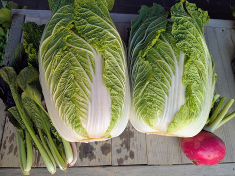 オレンジクイン白菜２玉+2品目【漢方栽培】