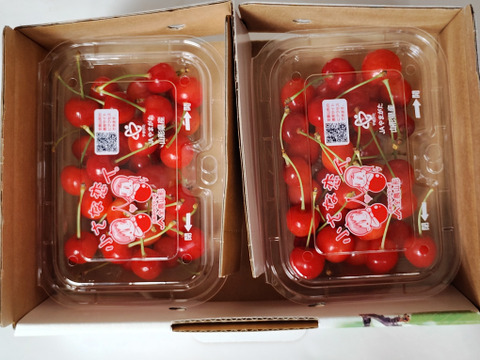 【特別セール】朝採りさくらんぼ佐藤錦200ｇパック２ケ入り化粧箱入り【贈答用】