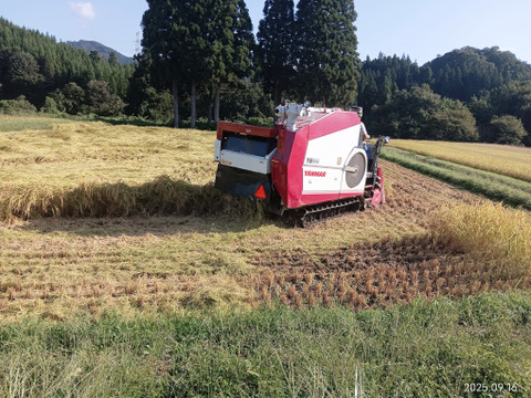 【数量限定】新潟県産コシヒカリ 令和7年度新米 白米 自家消費用お裾分け