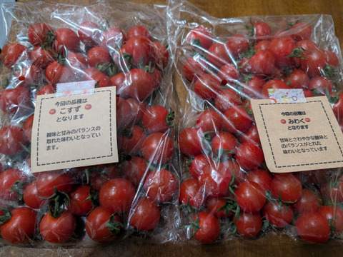 笑顔引き出す！みにとまとの食べ比べ 1.5kg