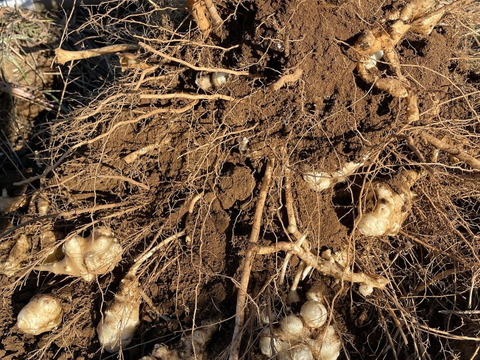 神奈川県産の健康野菜キクイモ【鮮度を保つ為、土付き】農薬、肥料不使用お試しの1kg！