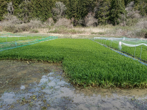 芽吹いたばかりで、柔らかく
香りが強いのが特徴の『春ぜり』
🌿南三陸町産のせり🌿　
1kg（２００g✕５束入り）