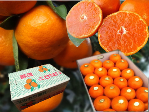 【冬ギフト】甘～い！夢の濃熟みかん！完熟収穫の濃厚な美味しさはみかん好きも大絶賛！厳選プレミアムみかん「蜜ツ丸（みつまる）」レギュラー箱 　Ｌサイズ　４０玉入　「熨斗対応可」【商品番号117】