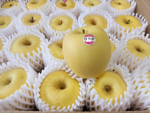 【岩手・紫波長岡果樹園】岩手発希少品種🍏特別栽培「はるか」5kg（20玉入り） これで最後です！