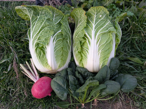 オレンジクイン白菜2玉+2品目　【漢方栽培】