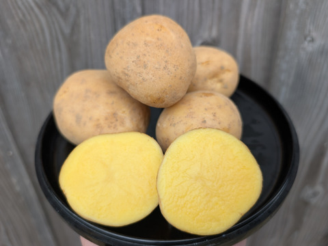 《数量限定》希少品種ながさき黄金２KG 五島列島産 自然農業での栽培