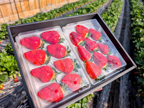 【母の日ギフト】【メッセージカード付き】【幻の品種】「おとめ心」完熟いちご 2Lと3L！17粒！