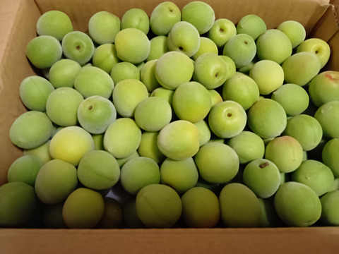 【特別栽培】和歌山県産　南高梅Mサイズ(梅酒、梅シロップ用)2.5kg