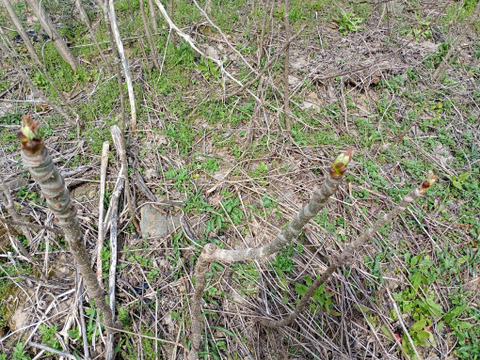 【予約】タラの芽100g【天然・自生】