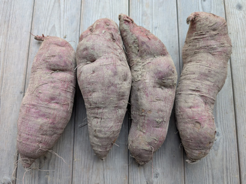 特大】オレンジ色の機能性さつまいも ハロウィンスイート2kg【漢方栽培