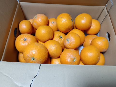 【訳ありだけど美味しさそのまま】清見 5kg 愛媛県産